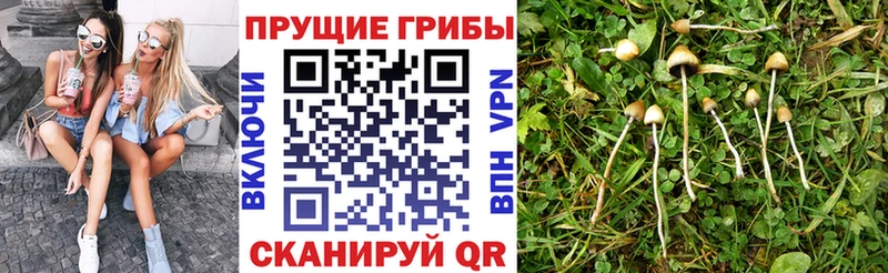 shop как зайти  Верхняя Пышма  Псилоцибиновые грибы Magic Shrooms  наркошоп 